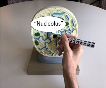 Picture shows person pointing stylus to plastic model of a biological cell; webcam (not pictured) views model and stylus; computer, connected to webcam, announces "Nucleolus"